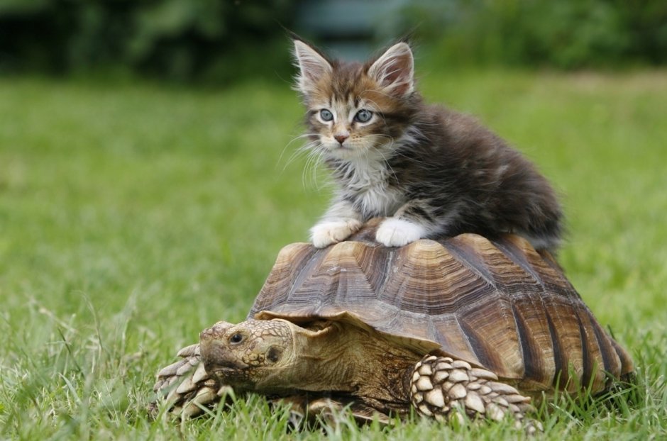 Котенок и черепаха