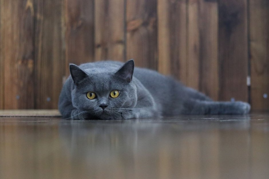 Изящная кошка серая
