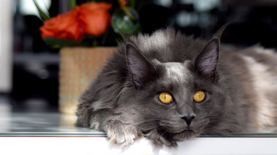 Кот Мейн кун серый