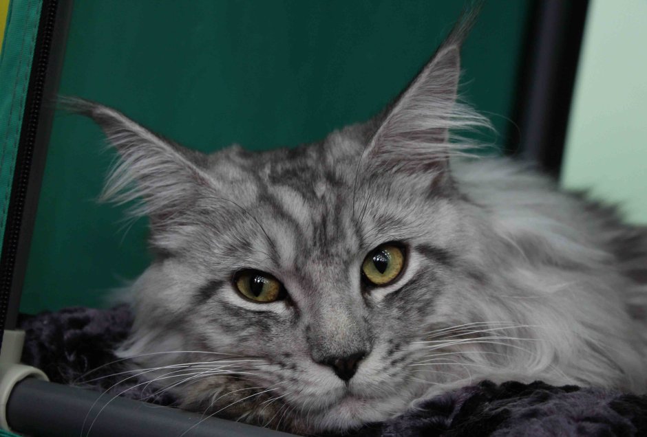 Кошка Мейн кун