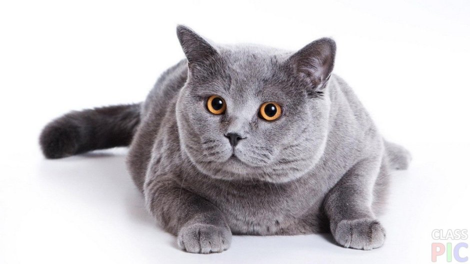 Британский короткошерстный кот серый
