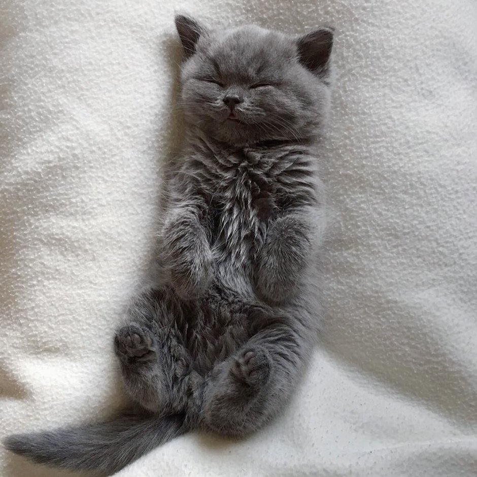Эстетичные котики