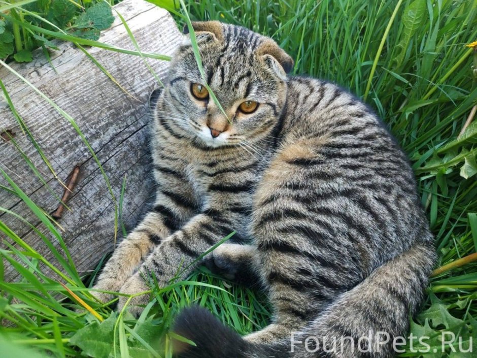 Тигровая вислоухая кошка