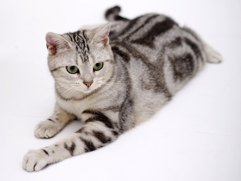 Британский короткошерстный кот полосатый