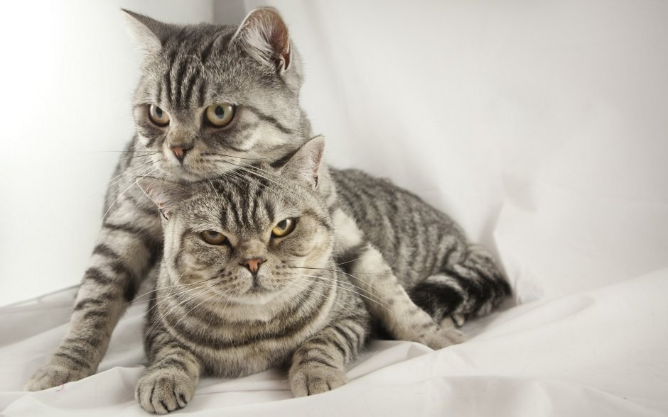 Британские коты
