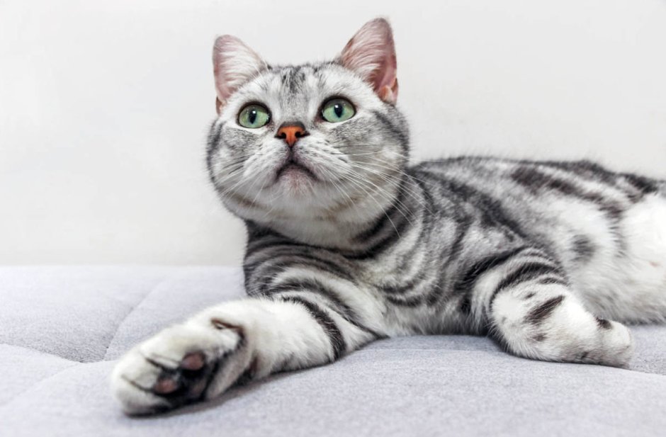 Породистые коты спокойные