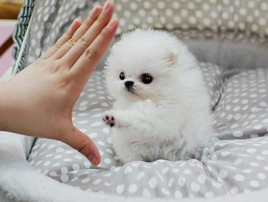 Померанский шпиц Teacup.