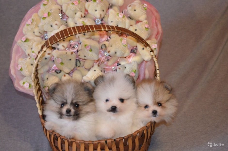 Померанский шпиц Teacup.