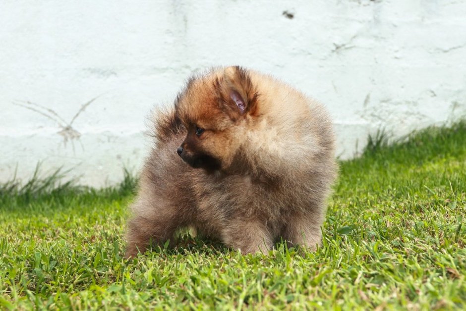 Шпиц jiffpom