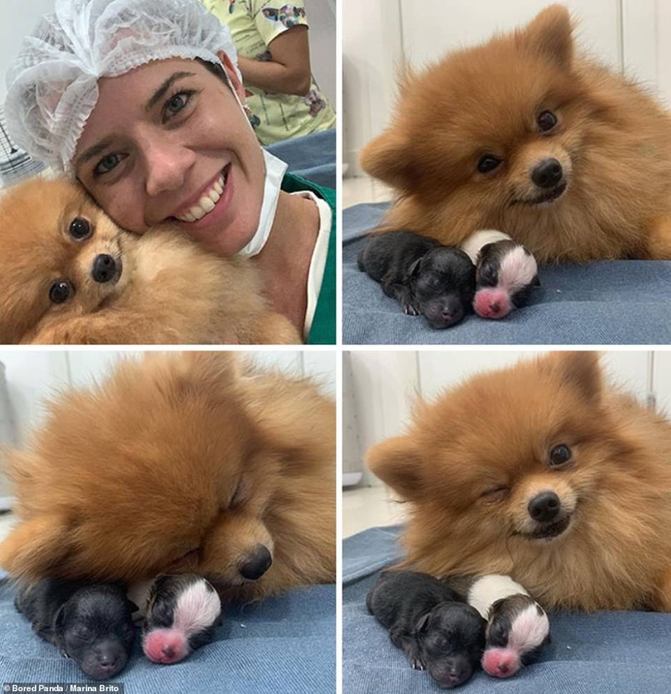 Померанский шпиц jiffpom