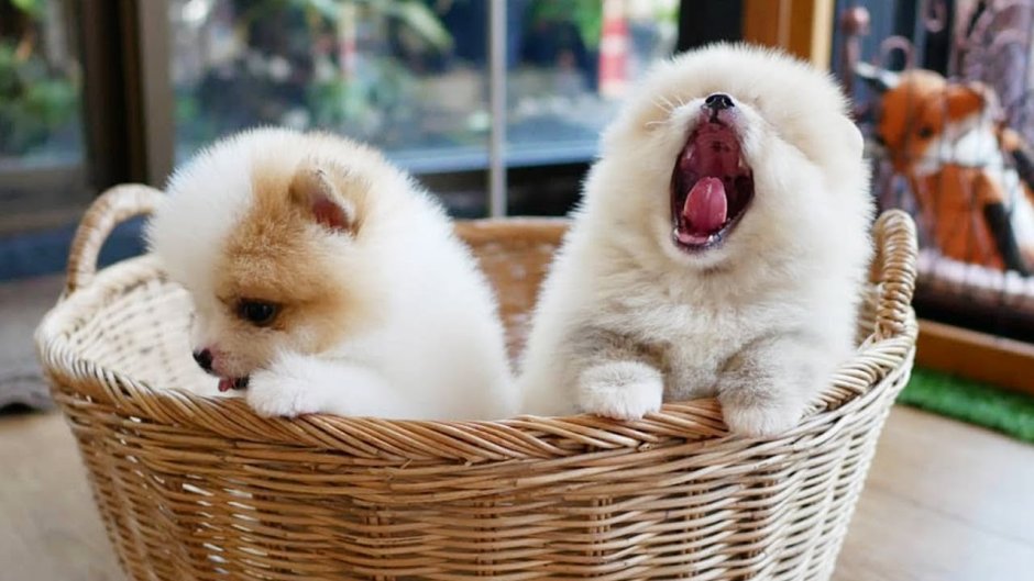 Померанский шпиц jiffpom