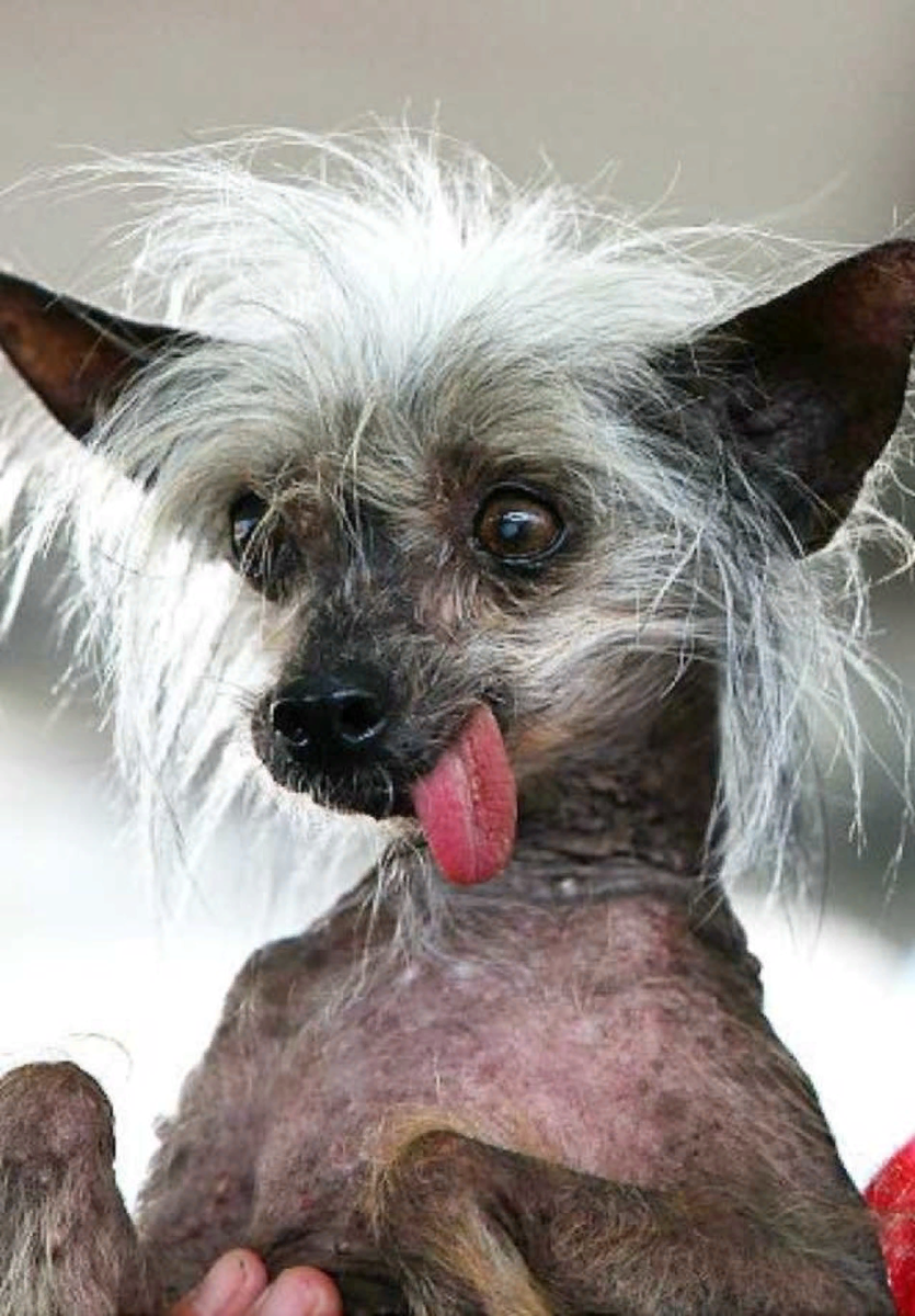 Китайская хохлатая сутулая