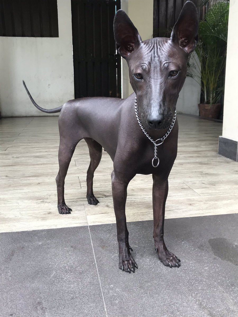 Чихуахуа карманная бесшерстная