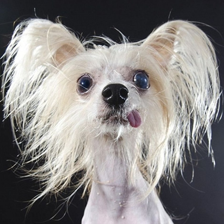 Лысый зверек