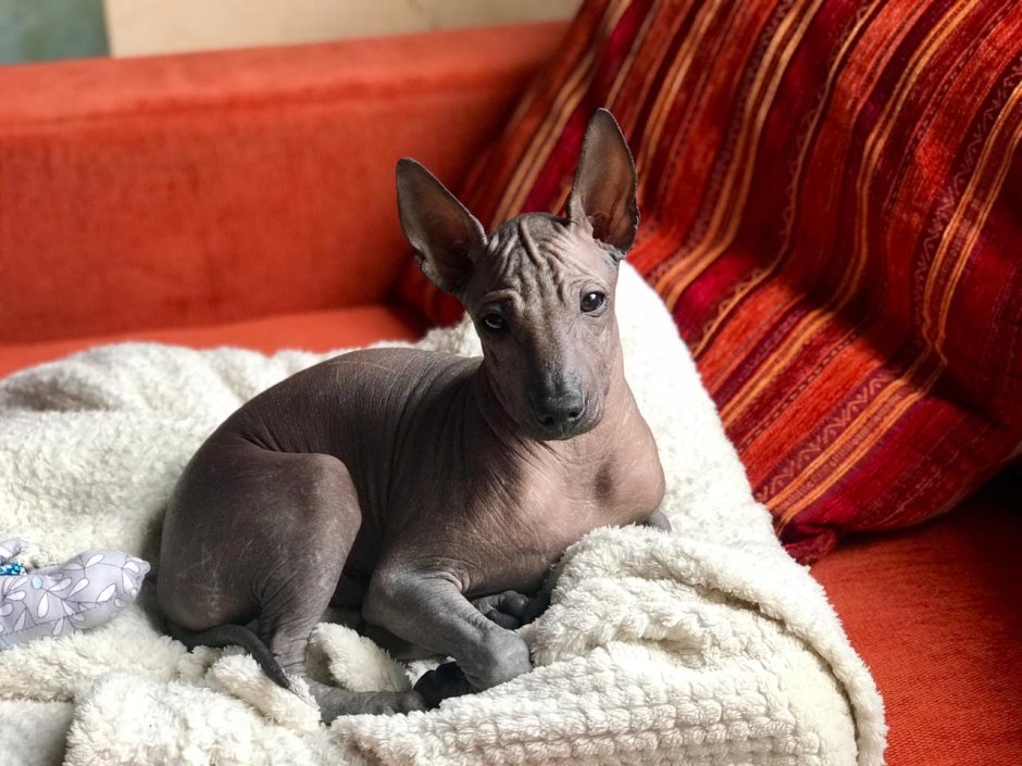 Ксолоитцкуинтли Анубис