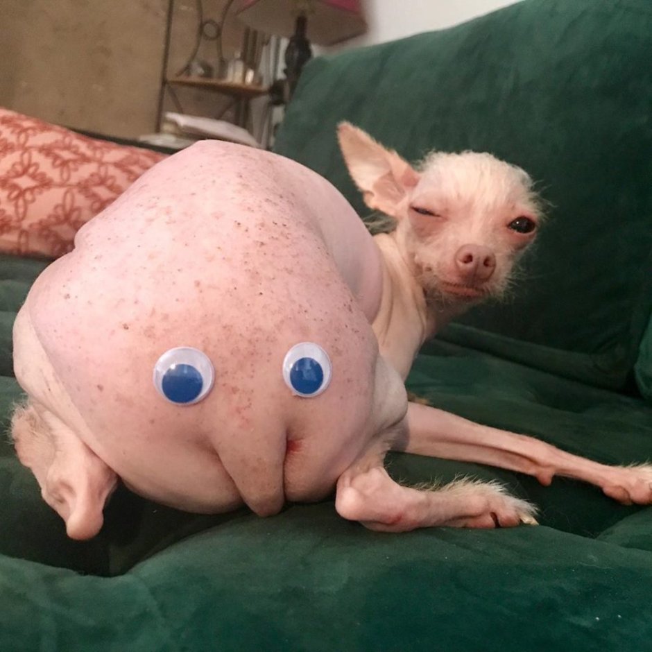 Левретка Уиппет Грейхаунд