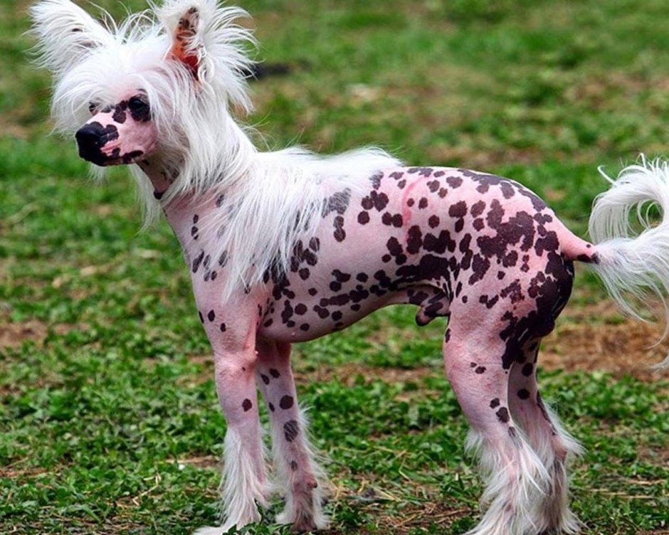 Лысая собака бежевая