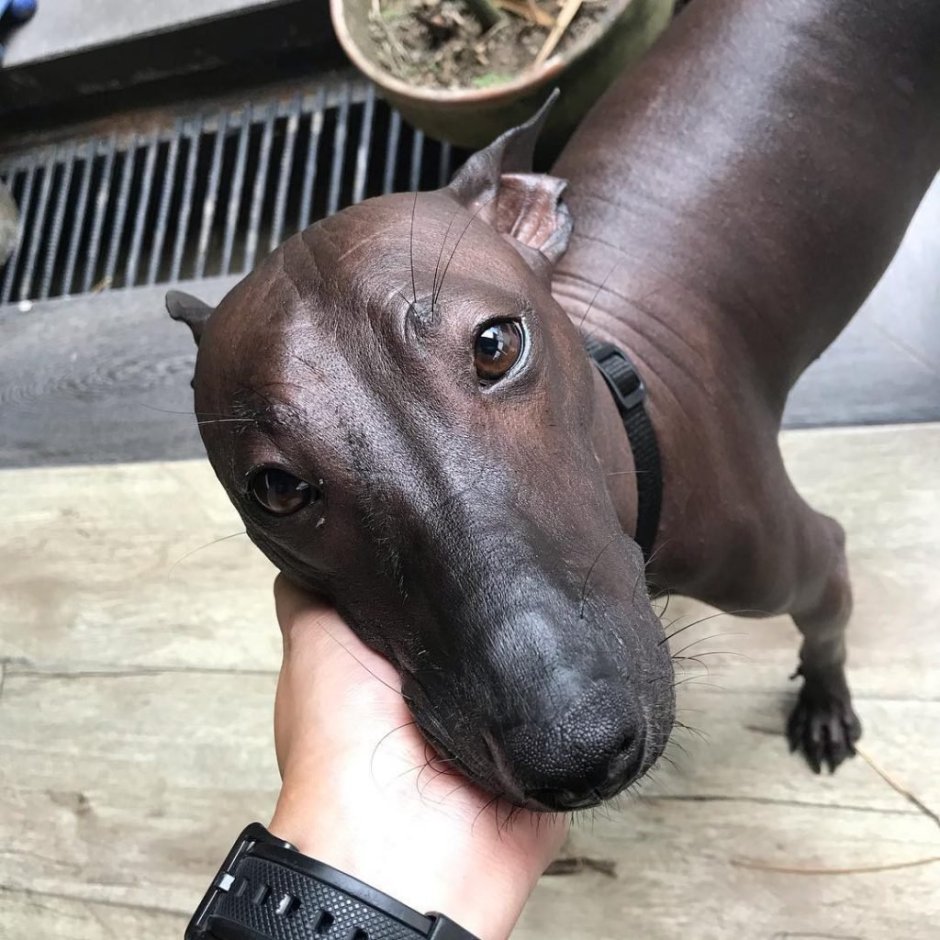 Перуанская Орхидея инков Peruvian Inca Orchid