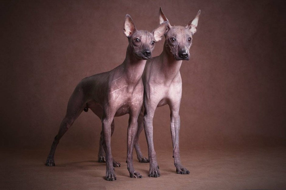 Ксолоитцкуинтли Данте