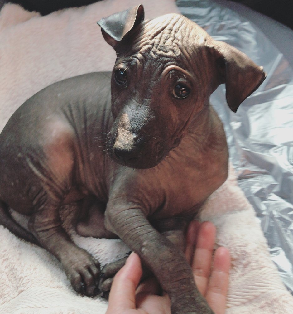 Лысая собака похожая на крысу