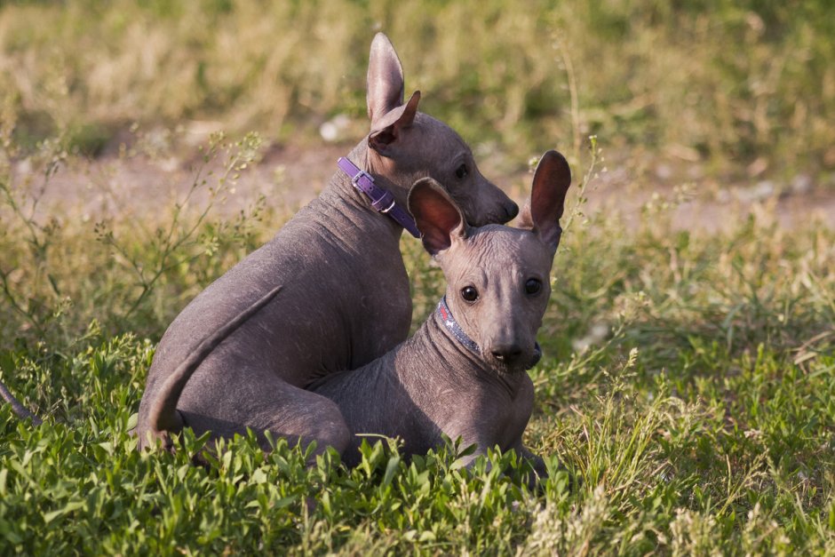 Мексиканская хохлатая собачка