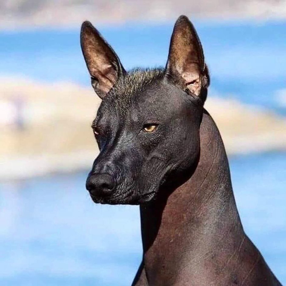 Ксолоитцкуинтли Данте