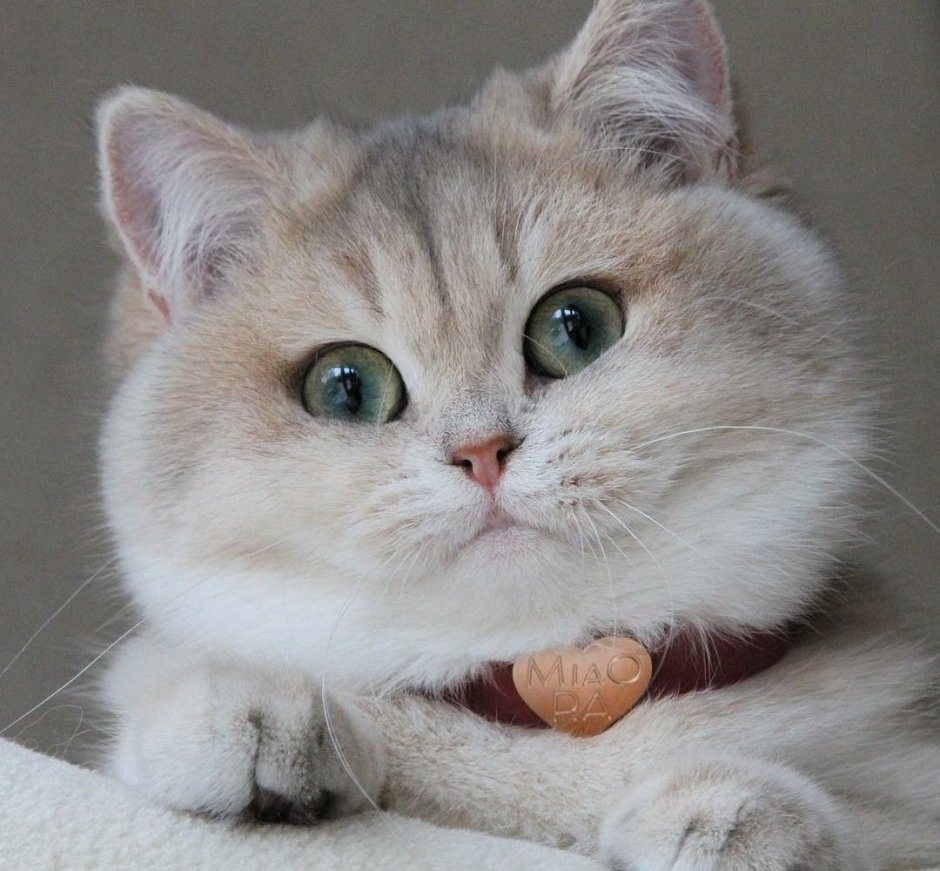 Котики с пухлыми щеками