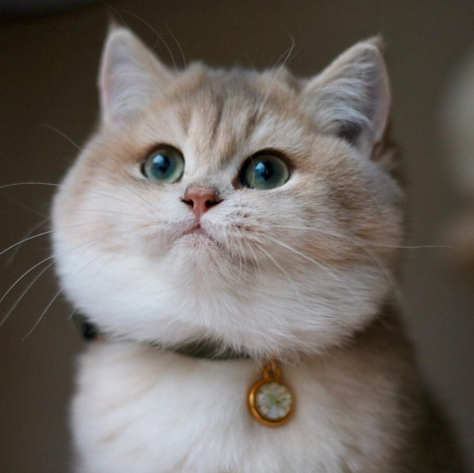 Пухленькие котята