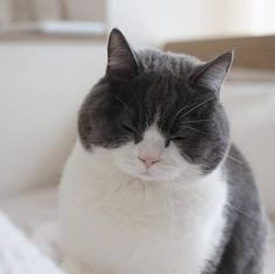 Кот с толстой мордой