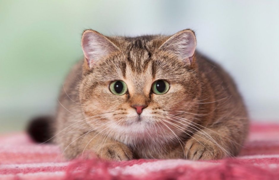 Пухленький котик