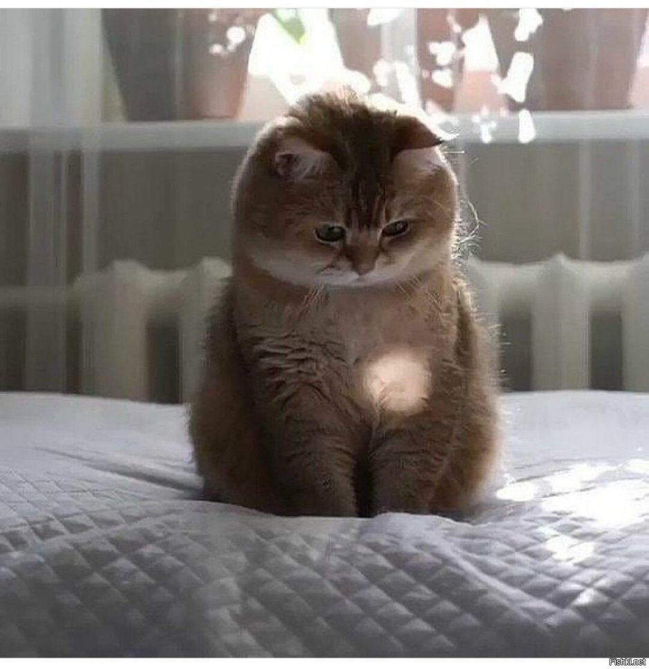Толстые котята