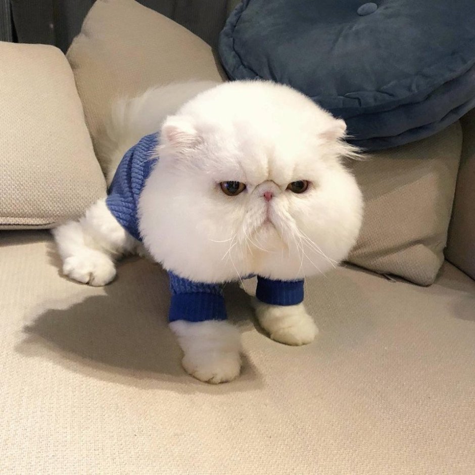 Пухлый кот милый