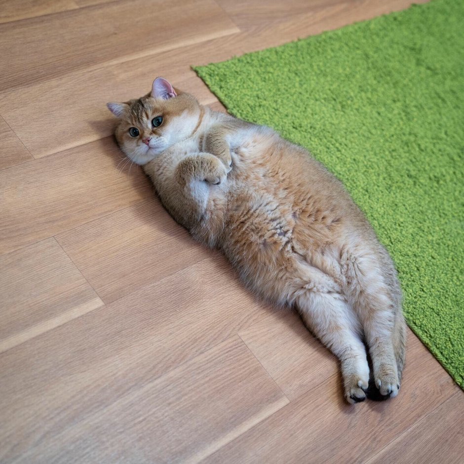 Вальяжная кошка