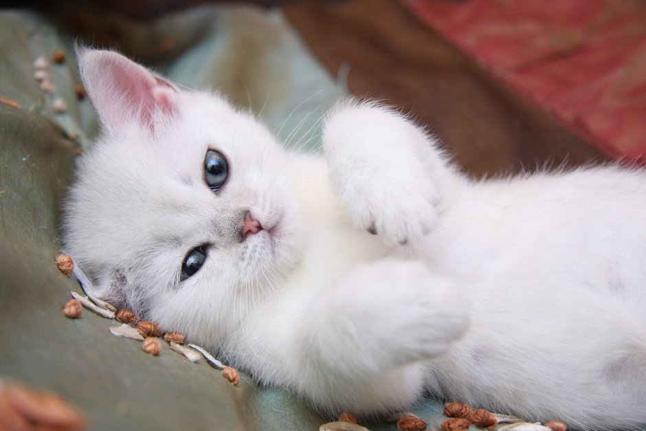 Маленький белый котик