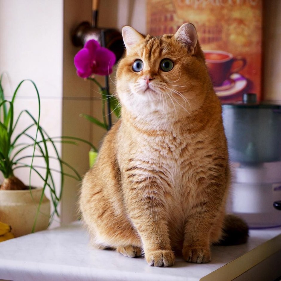 Скоттиш страйт Хосико