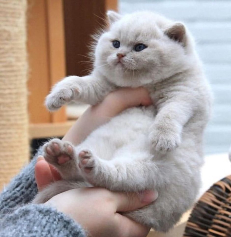 Пухлый котенок
