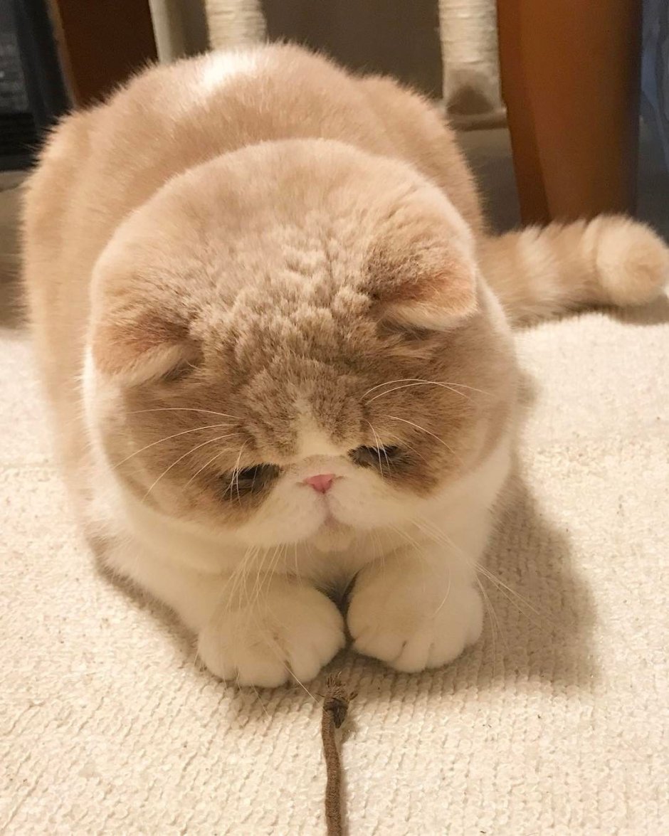 Коты с щечками