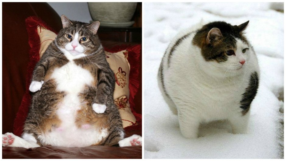 Толстые милые коты