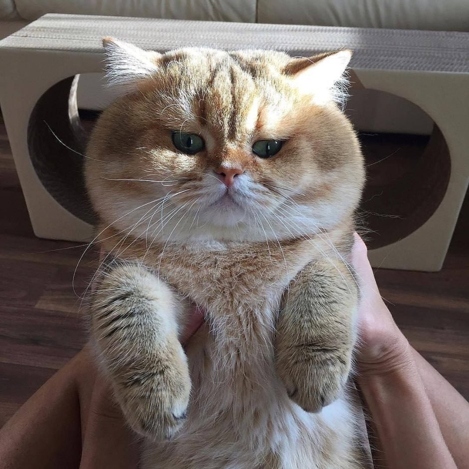 Кот с щечками