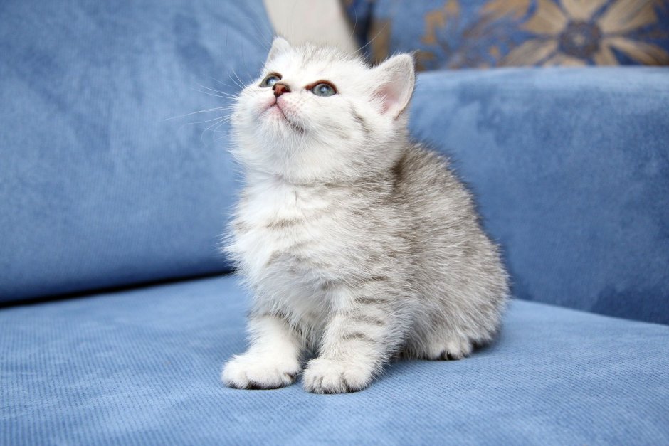 Милые котики
