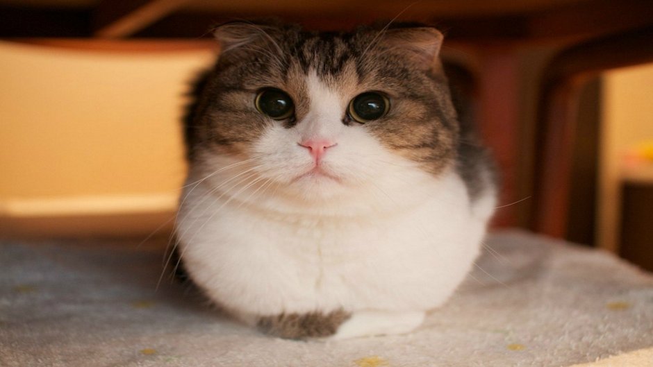 Милый толстенький котик