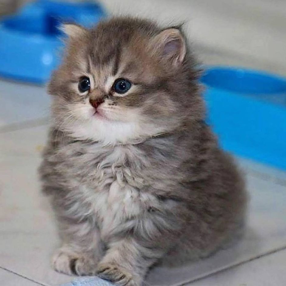 Мем котенок сьто