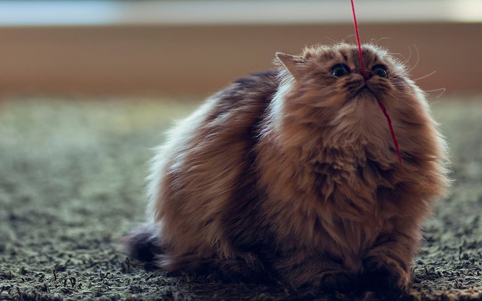 Самые пушистые коты