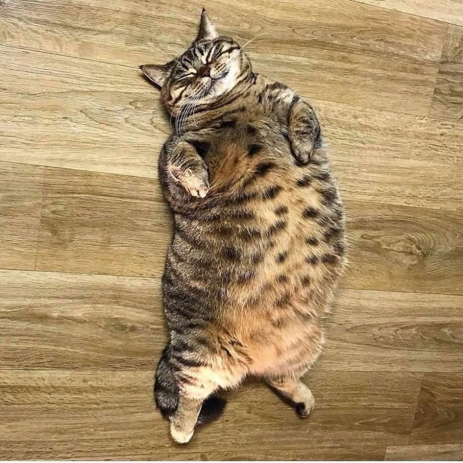Смешной толстый кот