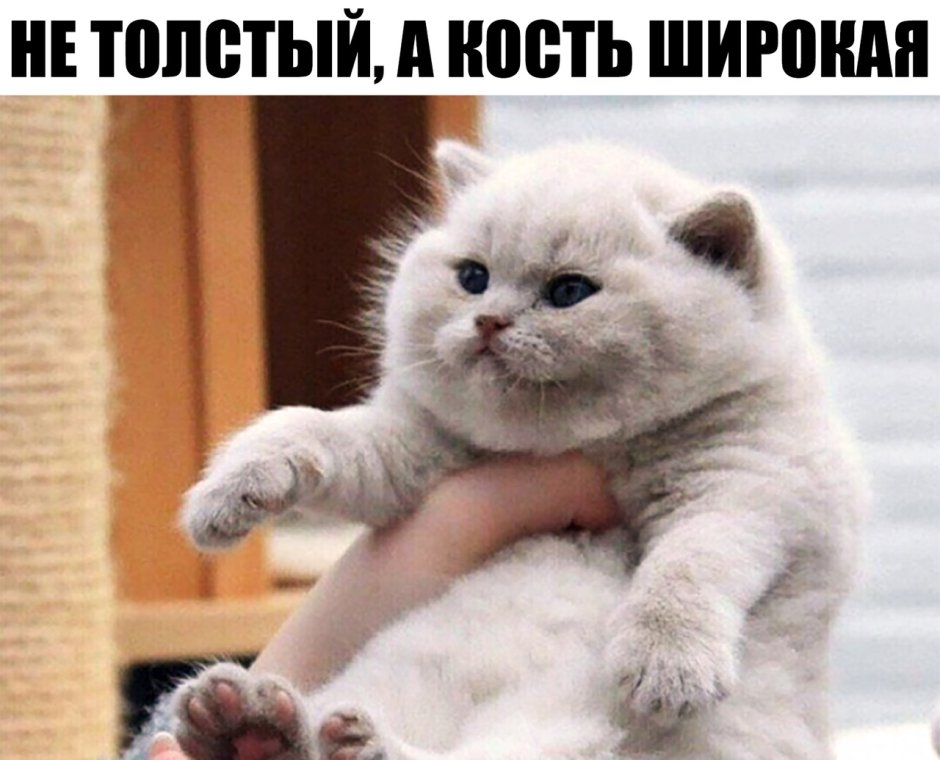 Кот лезет обниматься