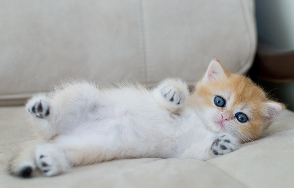 Домашние животные котята