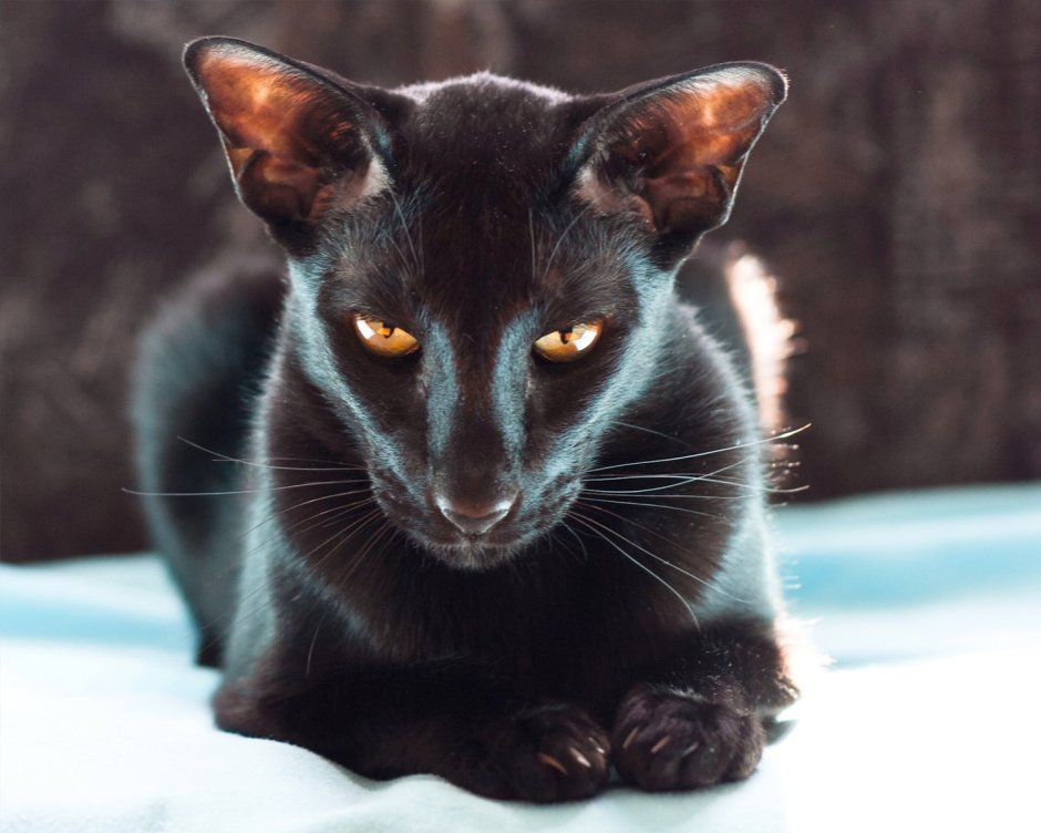 Сиамский ориентальный кот черный