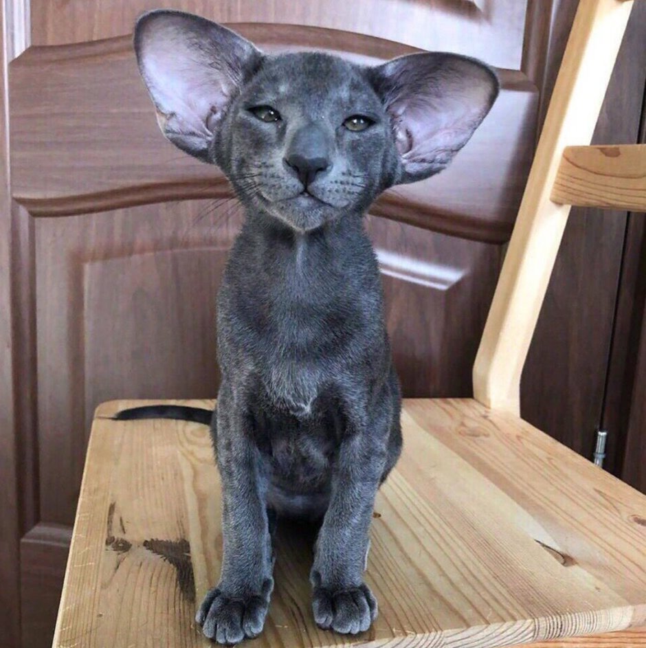 Сиамская кошка черная
