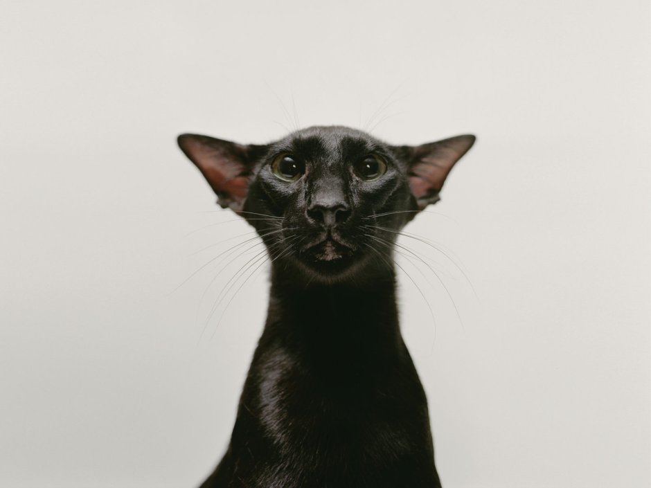 Коты ориенталы