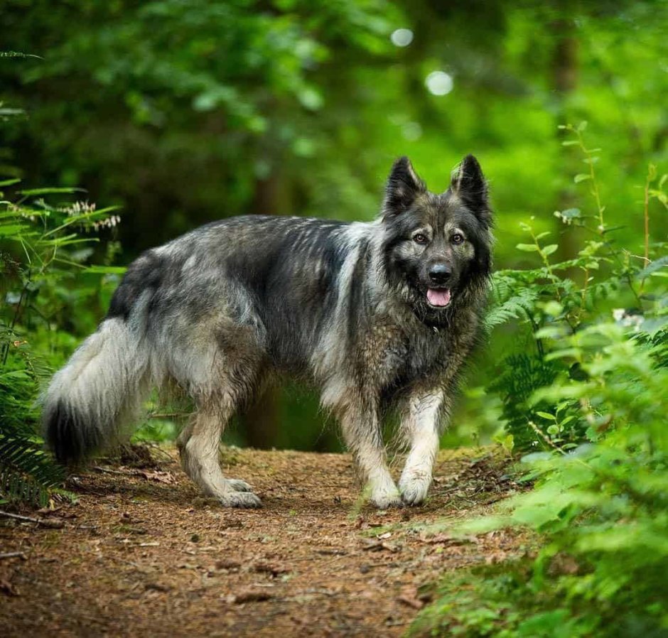 Шилонская овчарка Shiloh Shepherd